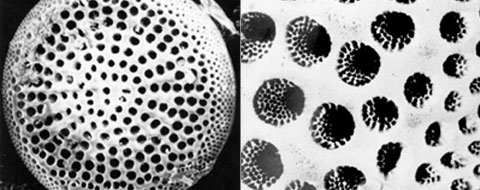 （左）顕微鏡拡大　（右）孔の中にさらに小さな孔